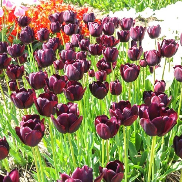 Tulip Bulbs (Black Jack, 3 Bulb)